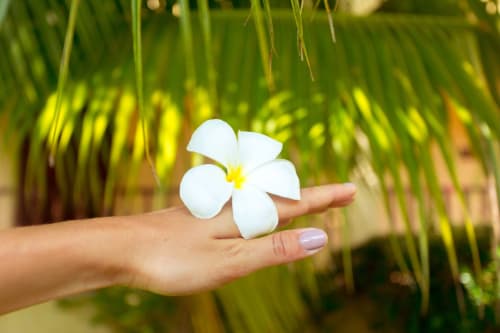 Fleur de frangipanier blanc tenue dans la main à Fare Tihi Moana, Raiatea, Polynésie française