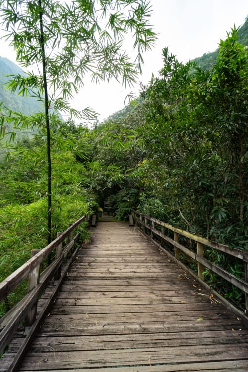 Passerelle en bois à travers une végétation tropicale luxuriante au Gîte Eden du randonneur, Entre-Deux, île de la Réunion