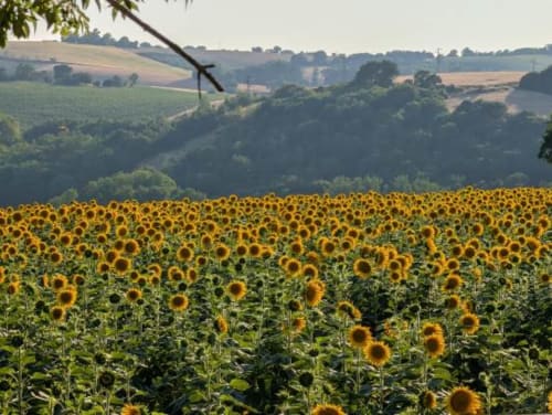 Sunflower field overlooking rolling hills near Beauregard in Donneville, France