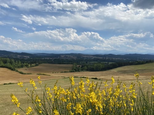 Flores silvestres amarillas florecen en colinas ondulantes con vistas al valle de Mirepoix, Ariège, Francia