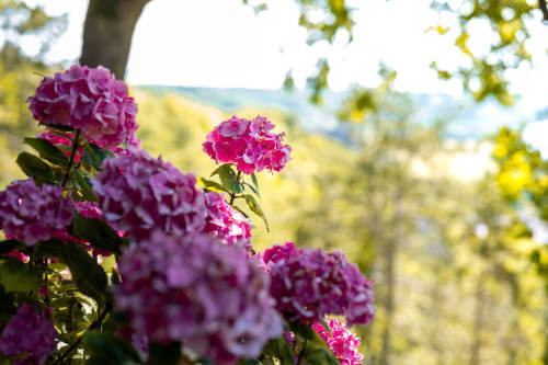 Fleurs de phlox rose vif en fleurs à La Roche Guyon, près de Giverny, avec des vues pittoresques de collines en arrière-plan