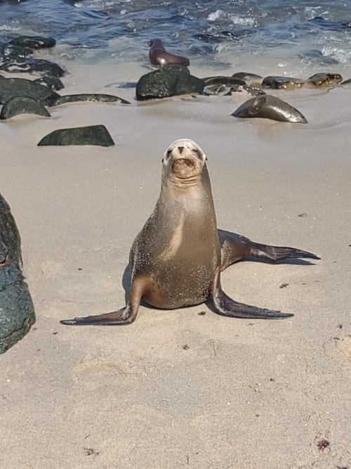 Galápagos sea lions resting on sandy beach with rocks and ocean waves, Câmara de Lobos, Madeira