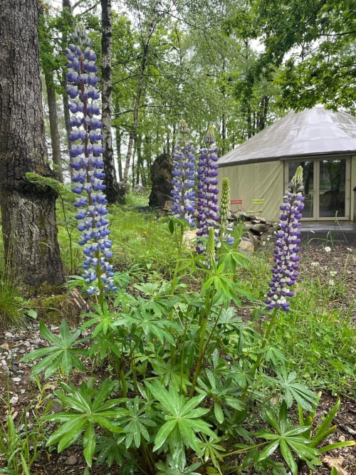 Blooming purple lupines in garden at Les Murmures du Bois, a Quercy bed and breakfast with forest canopy and tent