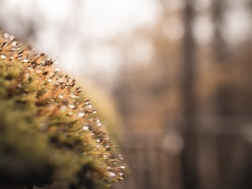 Branche couverte de mousse avec gouttes d'eau dans le jardin des Murmures du Bois