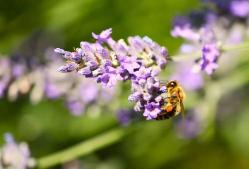Abeille pollinisant les fleurs de lavande violette au gîte Le Clos Ayanna à Crémieu, France