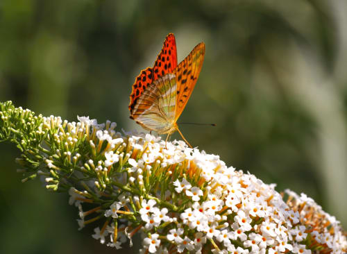 Un papillon rouge posé sur des fleurs blanches au Clos Ayanna, gîte de charme à Crémieu, France