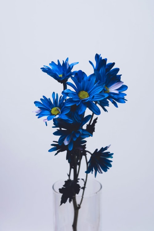 Blue daisies in a glass vase at Domaine De Bafave, a charming bed and breakfast in Périssac, France