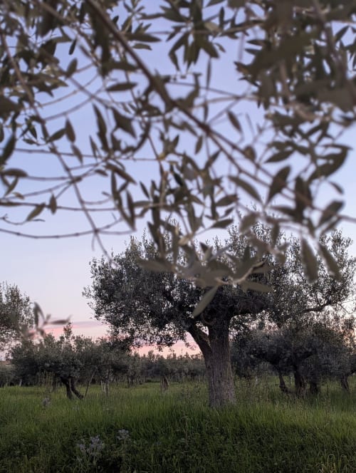 Olive grove at sunset in Rocca San Giovanni, Italy with old gnarled trees and green field