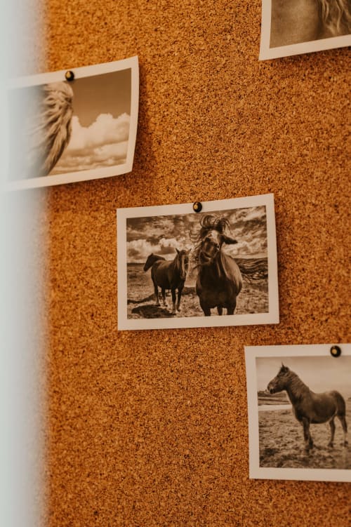 Tableau d'affichage avec photos sépia épinglées de chevaux aux écuries du bout du monde, Landunvez