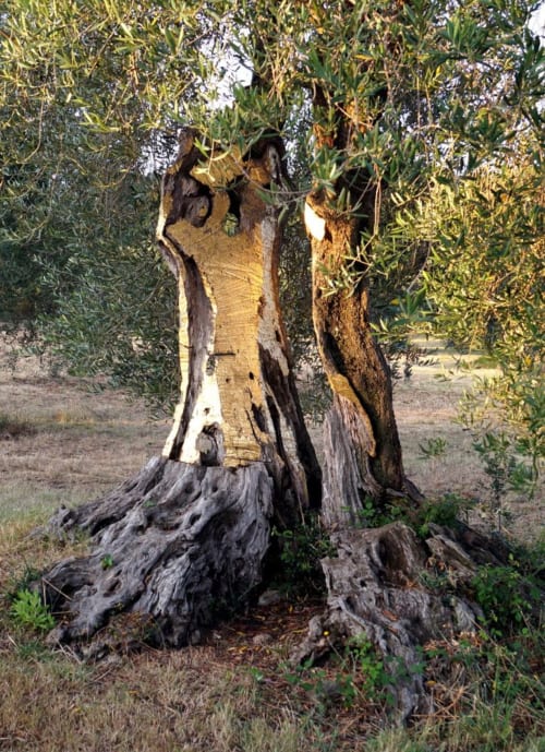 Ancient olive tree with gnarled trunk at Agriturismo La Tortorella in Grosseto, Tuscany