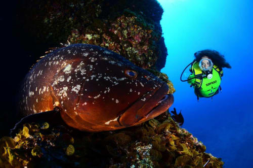 Buceador explorando arrecife de coral colorido con un mero gigante en las aguas mediterráneas de Tenerife