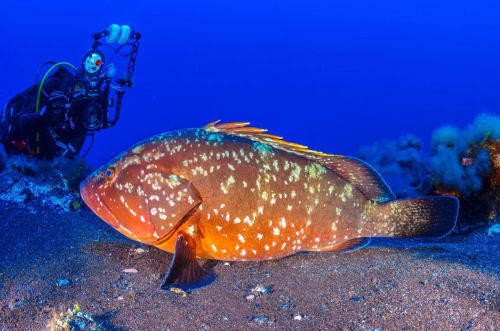 Pez moteado colorido en el fondo marino con buzo explorando arrecife de coral cerca de Tenerife
