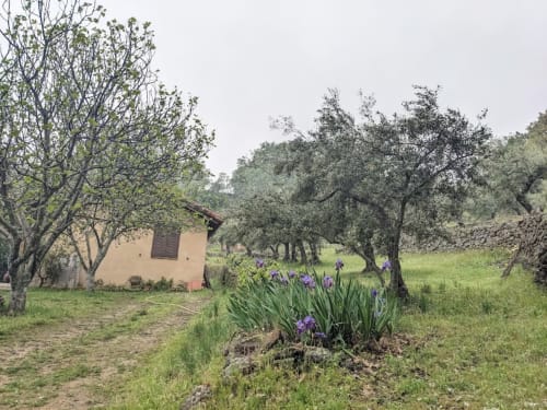 Olivar Vergel San Pedro con iris morados y edificio rústico de piedra en Torremenga