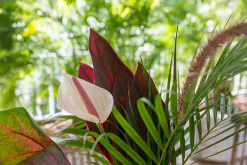 Fleurs tropicales rouges et blanches .