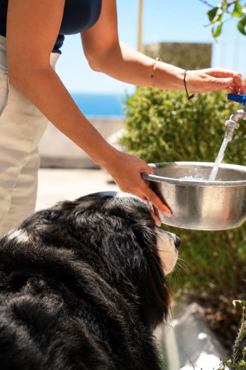 Persona che riempie la ciotola d'acqua a un cane nero sulla terrazza del Villa Bina Sea Hotel con vista sul mare, Serrara Fontana