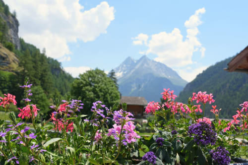 Jardin alpin aux fleurs roses et violettes surplombant les montagnes enneigées près d'Evolène, Suisse