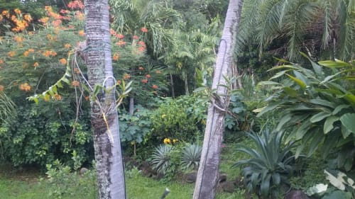 Jardin tropical luxuriant de la villa . Orchidées dans les palmiers.