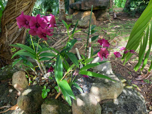 Orchidées magenta en fleur dans le jardin tropical .