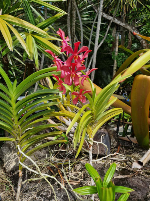 Magnifique orchidée rouge éclatante parmi les fleurs du jardin tropical .