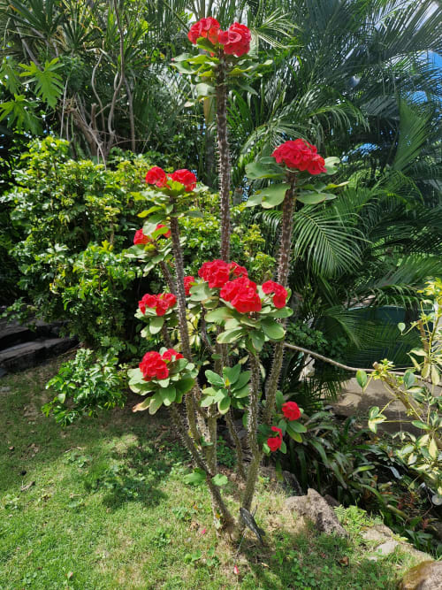 Fleurs rouge vif s'épanouissant dans le jardin tropical.