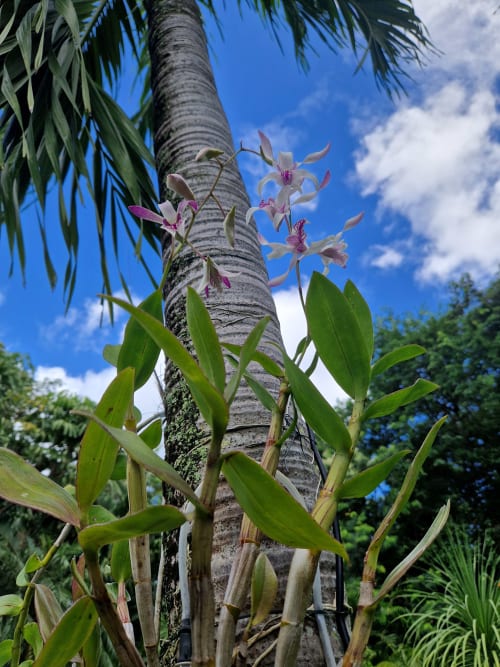 Orchidées rose en fleurs sur un palmier dans le jardin tropical de la villa.