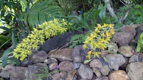 Magnifique et impressionnante orchidée jaune ornant un massif du jardin tropical de la villa