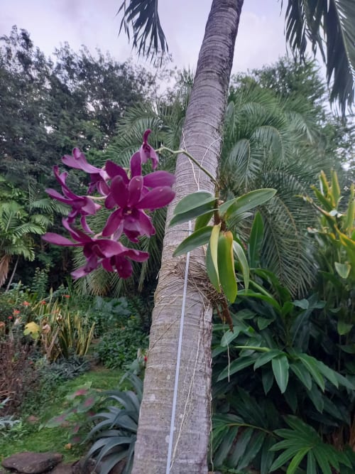 Orchidées magenta éclatantes en fleur sur palmier dans le jardin tropical de la Villa .
