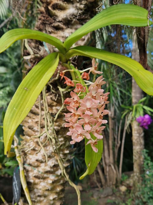 Orchidées orangée en fleur accrochée à un palmier dans le jardin tropical de la villa.