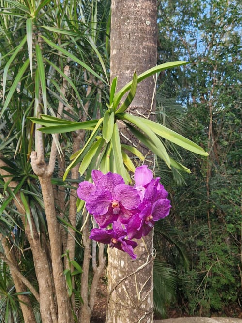 Superbe orchidée pourpre à grosses  fleurs sur un palmier dans le jardin tropical de la villa.