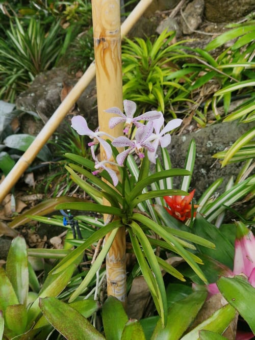 Orchidée blanche au milieu d'un massif du jardin tropical de la villa.