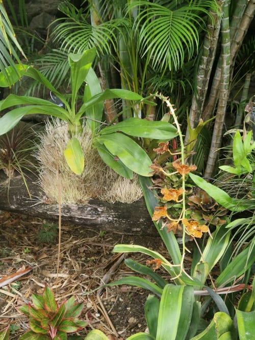 Jardin tropical avec orchidées, palmiers et végétation luxuriante à la Villa Jasmine