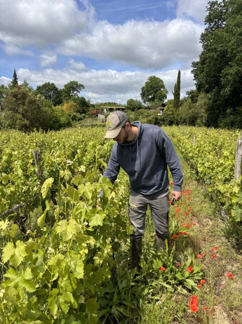 Vigneron soignant les vignes du Château Haut Clarise à Belvès-de-Castillon, France