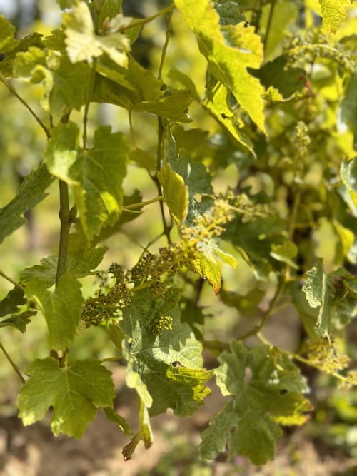 Cépages en fleurs au vignoble Château Haut Clarise à Belvès-de-Castillon