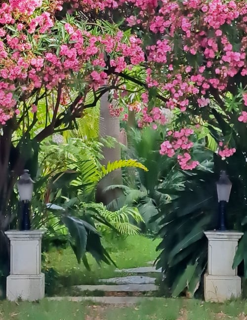 Entrée du jardin tropical luxuriant de la Résidence Vélès Plage à Cannes, encadrée de fleurs roses éclatantes et de piliers en pierre