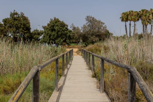 Pasarela de madera atravesando humedales naturales con carrizos y palmeras en Playa Belchi, San Pedro del Pinatar