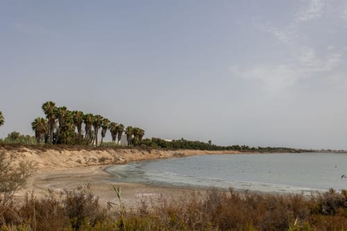 Playa de arena con palmeras y aguas tranquilas en Playa Belchi, San Pedro del Pinatar, España