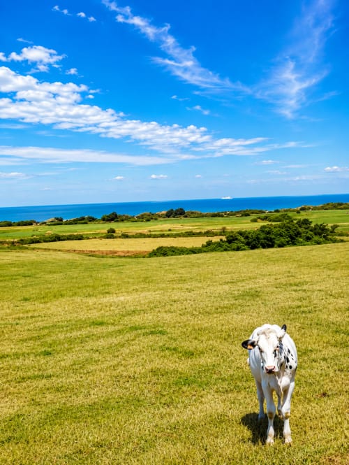 White cow grazing in green pasture overlooking blue sea near Ô de Mer, Sangatte France