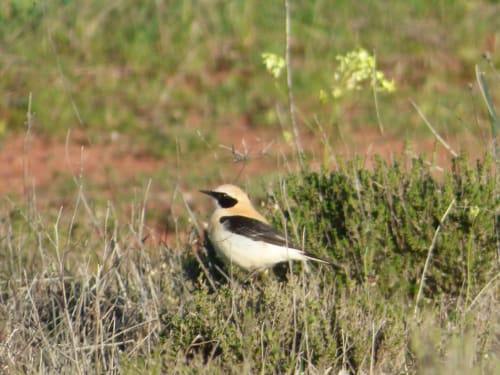 Pájaro blanco y negro con cabeza canela entre la vegetación desértica cerca de la villa de Alcaraz