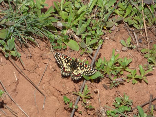 Mariposa cola de golondrina en terreno arenoso con vegetación en Finca El Arroyo, Alcaraz