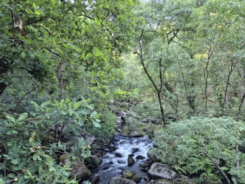 Arroyo forestal en Aldea Rural Pazos De Arenteiro con vegetación exuberante y agua en movimiento