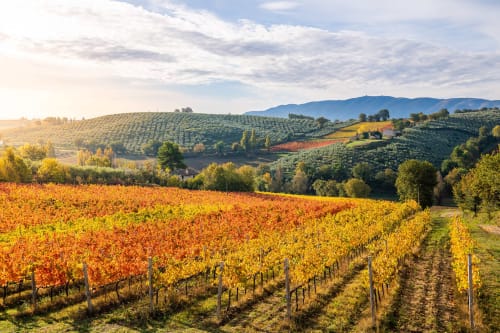 Herbstliche Weinberge in Gold- und Rottönen in der Nähe des Hotels Cinq & Sept in Roujan, Frankreich mit Bergblick
