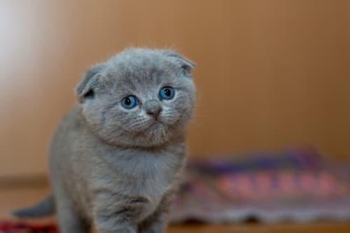 Gatito Scottish Fold gris de ojos azules en el hotel Holibai de Baiona, España