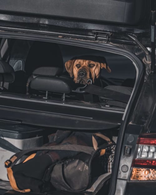 Perro marrón asomado a la ventanilla del coche con equipaje, hotel Holibai, Baiona España