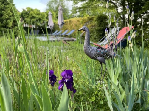 Pintade dans le jardin d'iris violets à LA JUMENT VERTE, Trévignin, avec vue sur la piscine et parasols