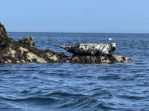 Phoque gris se reposant sur les rochers près de Roscoff, côte bretonne aux eaux bleues et calmes