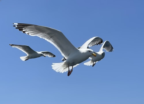 Mouettes survolant la côte de Finistère près de Roscoff, Bretagne, France