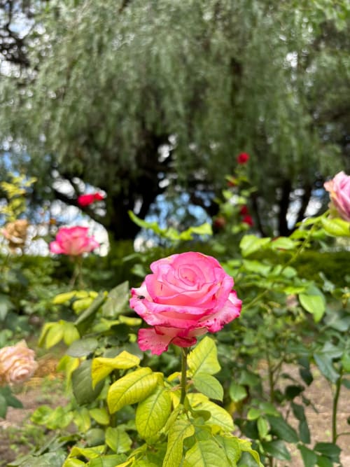 Rosa rosada floreciendo en el jardín del Hotel El Porvenir con sauces llorones, Tunas Blancas, Querétaro