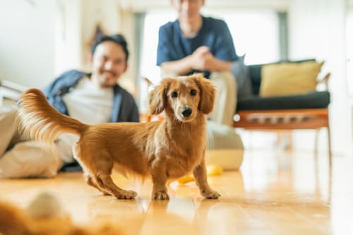 Golden retriever no piso de madeira com a família na sala de estar da pousada Tomás Barqueiro, Vale do Douro