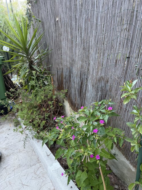 Giardino in terrazza con fiori rosa vivaci e piante tropicali a Zappy Domus, Castellaneta Marina, Italia