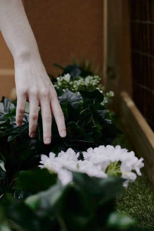 Mano tocando flores blancas y follaje verde en la terraza del Hostel Zarey en Perillo, España